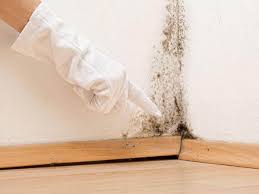 Professional Mold Removal in Hornell, NY